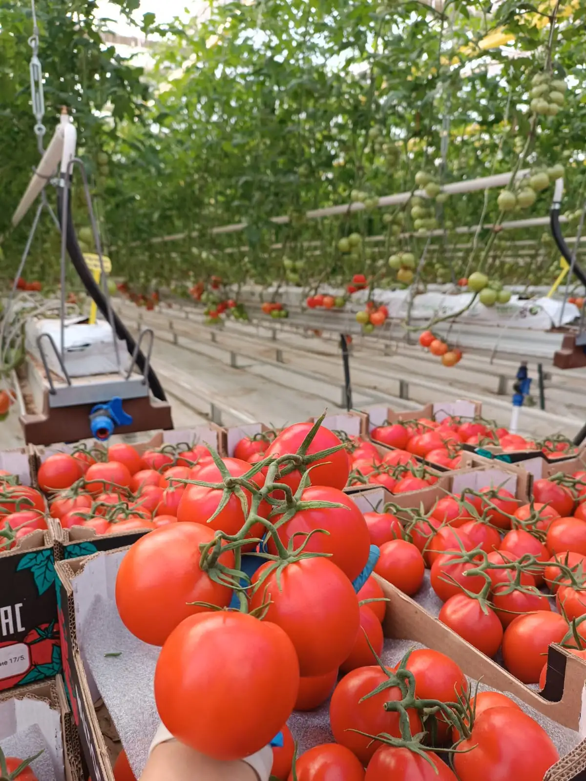 Томат на ветке, 55+, Казахстан (опт)